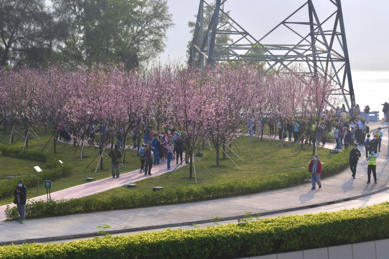  最近東涌成為最新賞櫻好去處。