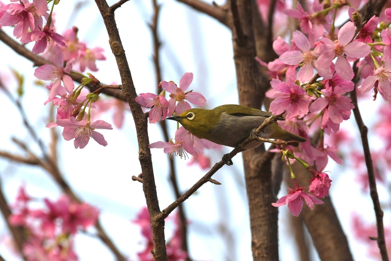 位於東涌赤鱲角南路、觀景山的山腳。