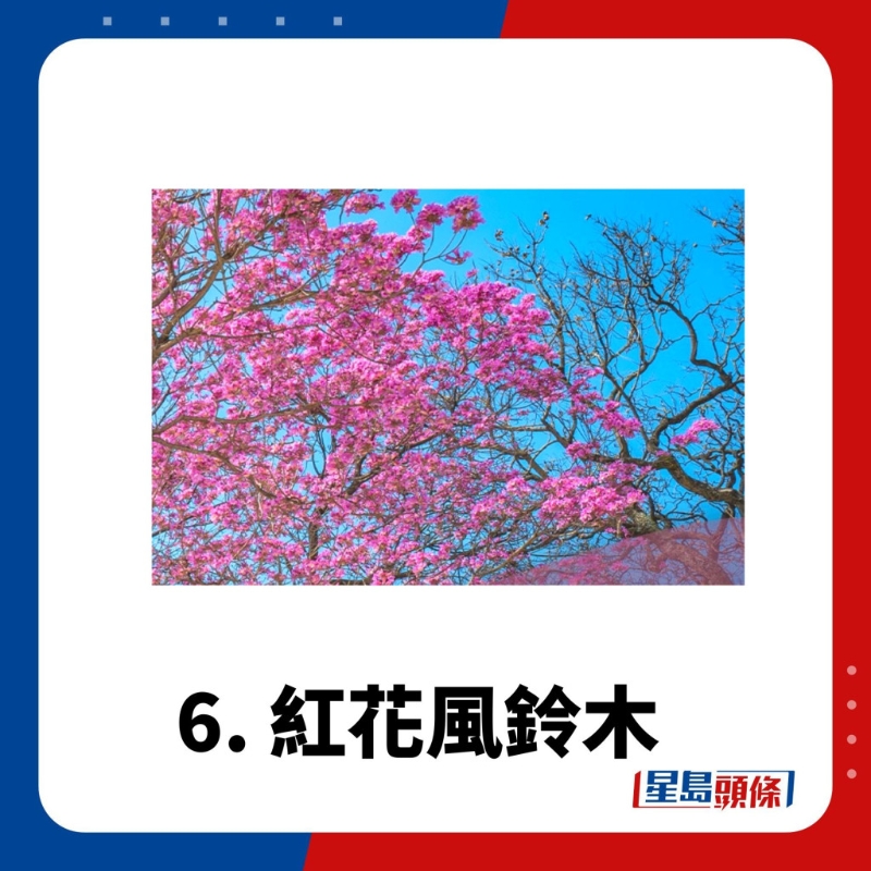 賞花好去處6. 紅花風(fēng)鈴木