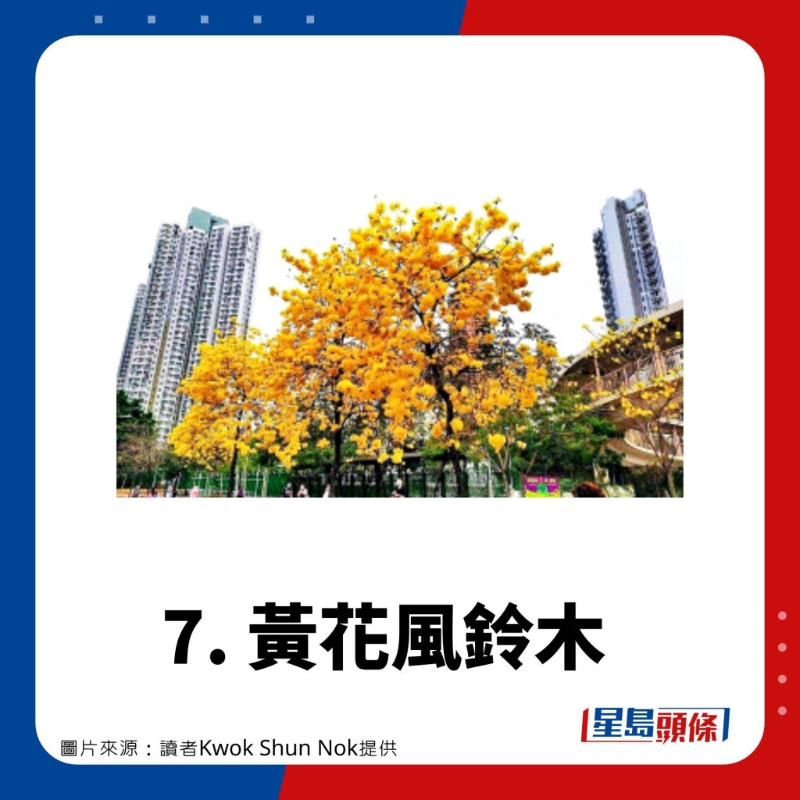 賞花好去處7. 黃花風(fēng)鈴木