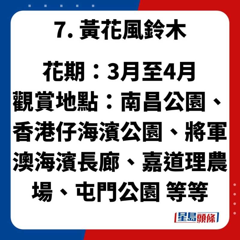 賞花好去處7. 黃花風(fēng)鈴木