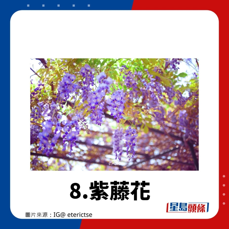 賞花好去處8.紫藤花