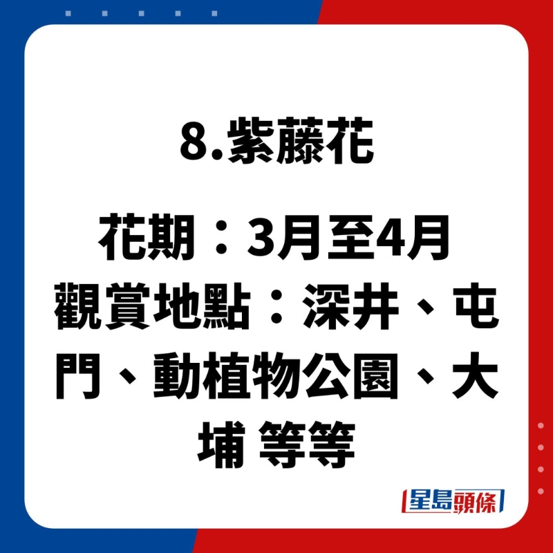 賞花好去處8.紫藤花