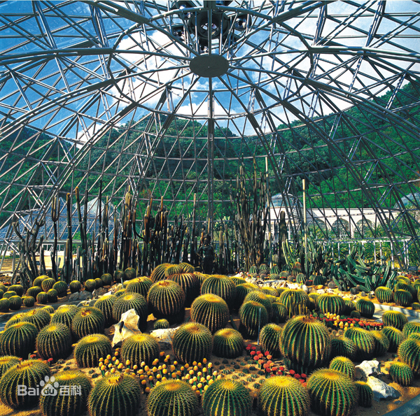 沙漠植物景區(qū)。（圖片來源：百度）