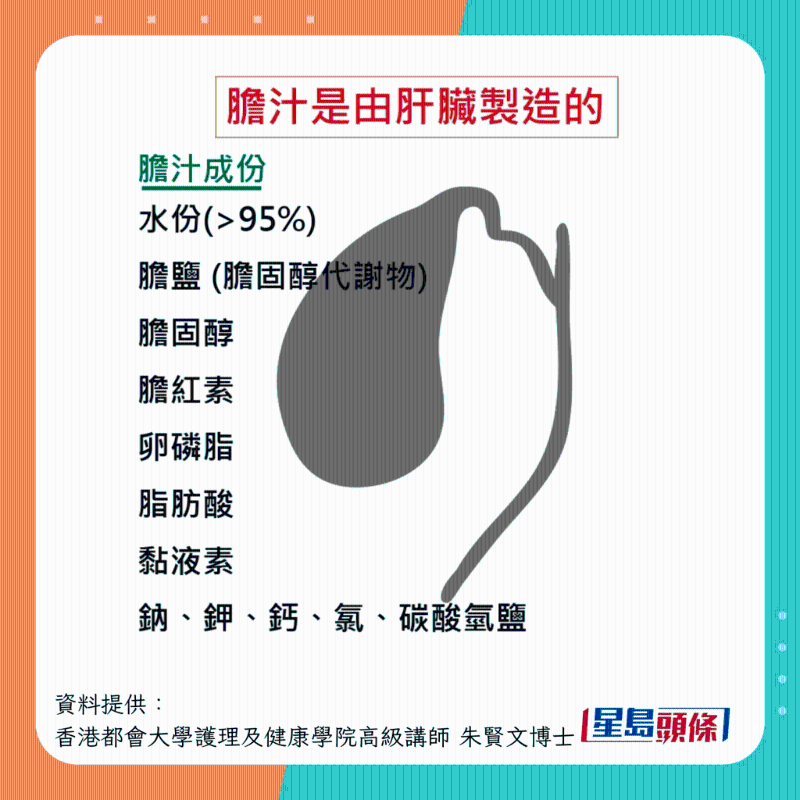 膽汁如何製造？