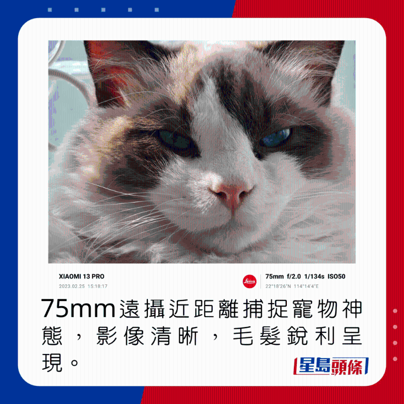 75mm遠攝近距離捕捉寵物神態(tài)，影像清晰，毛髮銳利呈現(xiàn)。