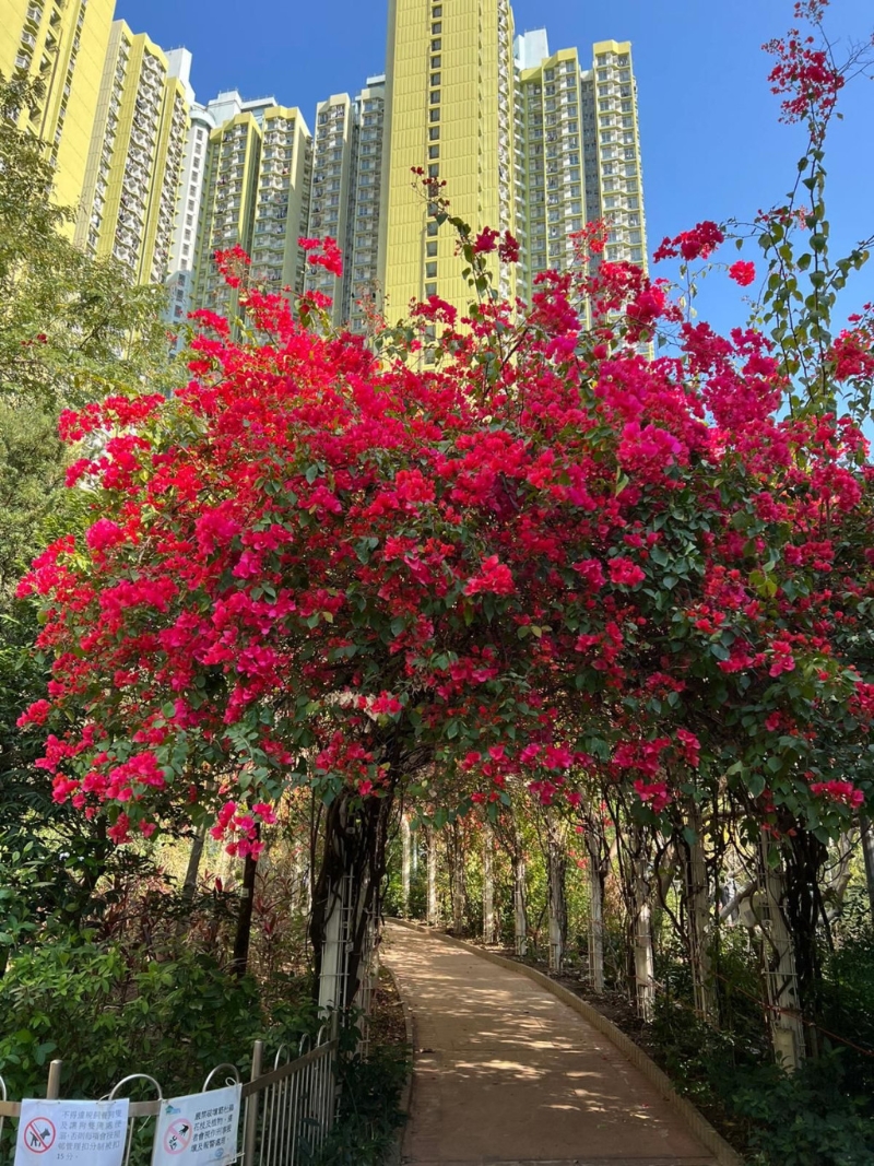 長沙灣簕杜鵑花盛放。