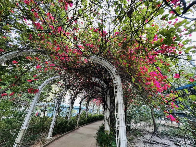 位於長沙灣的元州邨花隧道。（圖片來源：FB @ Winnie Lam授權(quán)）