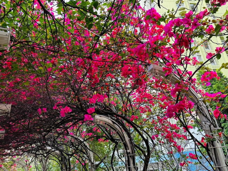 每年一到3至4月都會盛放。（圖片來源：FB @ Winnie Lam授權(quán)）