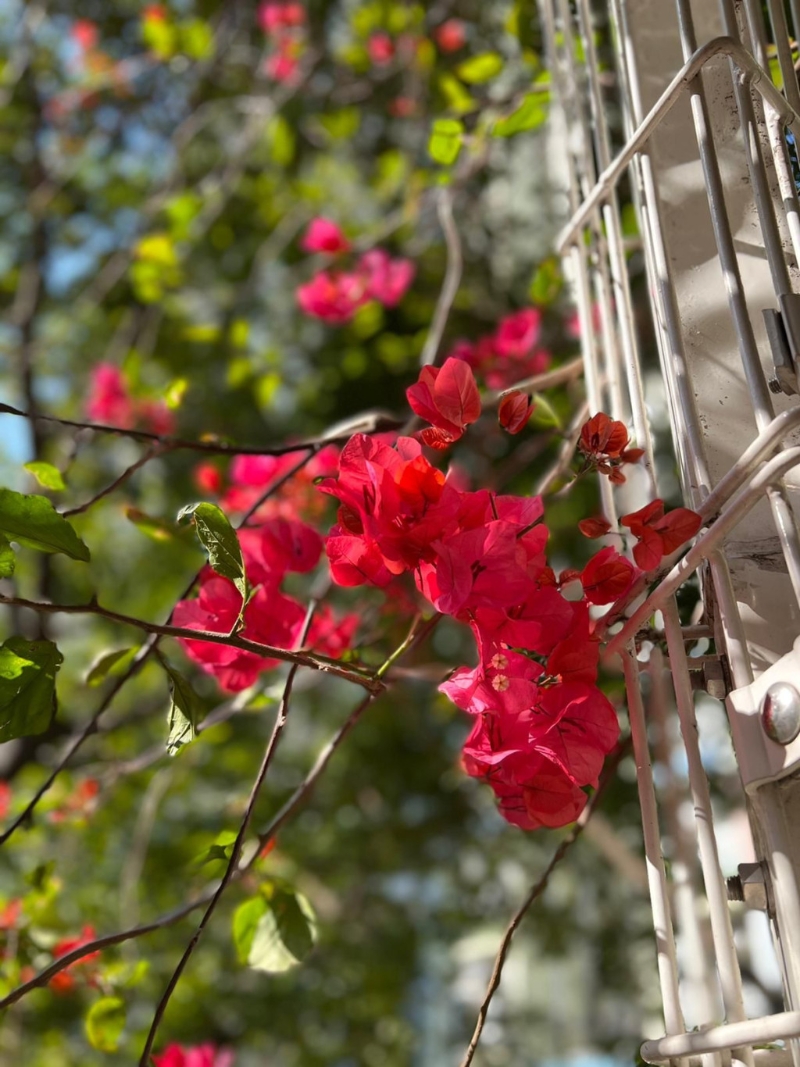 正在燦爛盛放。