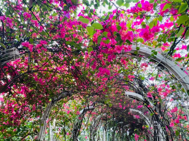 遠看出現(xiàn)一大片澎湃花海瀑布。（圖片來源：FB @ Winnie Lam授權(quán)）