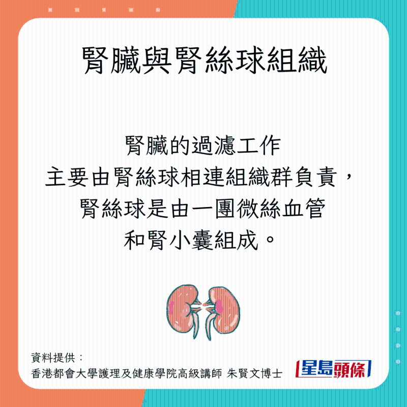 腎臟與腎絲球組織