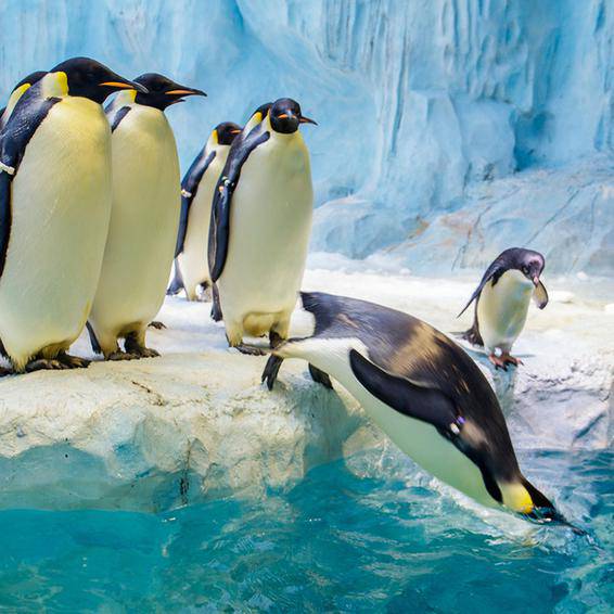 飼養(yǎng)有不同品種的珍奇魚類多達15000條。 （圖片來源：珠海長隆海洋王國）