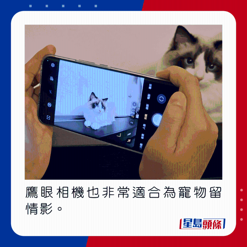 鷹眼相機(jī)也非常適合為寵物留情影。
