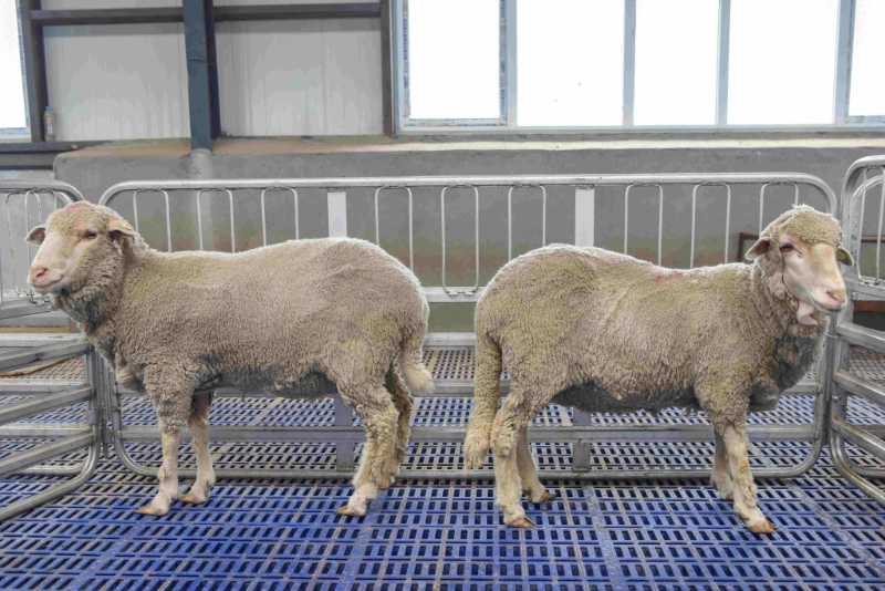 屬羊的人特別旺老鼠，老鼠見(jiàn)到羊肖也特別想親近。