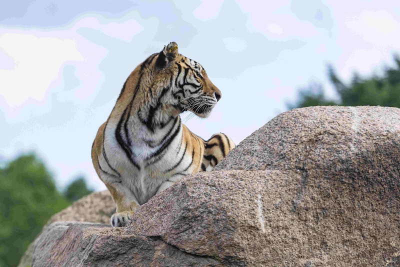 屬老虎的人與花瓶有緣，與雞有緣，與金銀珠寶有緣。