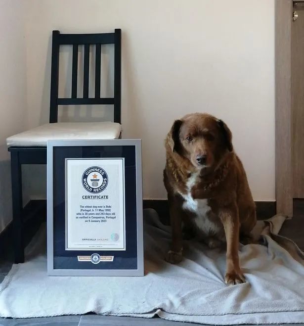 世界上最長壽的狗