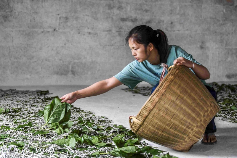 相傳小滿時節(jié)為&ldquo;蠶蟲日&rdquo;。