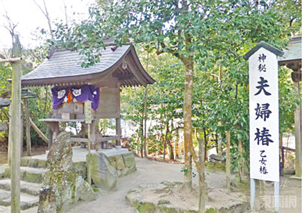 神社內(nèi)另一影點夫婦椿，是兩棵生長得繞在一起的樹，就似是兩夫婦一樣。