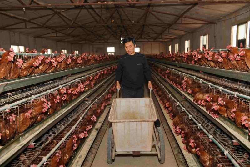 古代人會放一只雞在家中，又是代表金，金克木，可以制衡那些蟲。