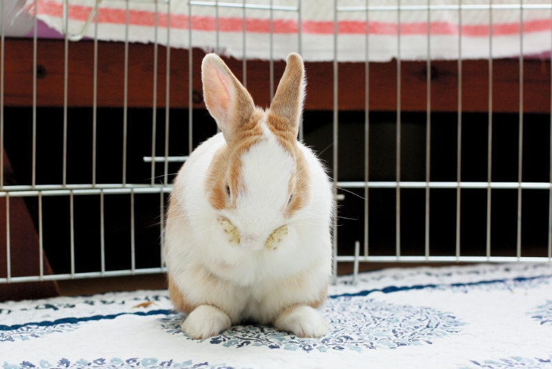 你屬兔，生于子月 （公歷12月7日至1月4日），要小心遇盜賊、騙徒，金錢(qián)、感情糾纏不清等事。