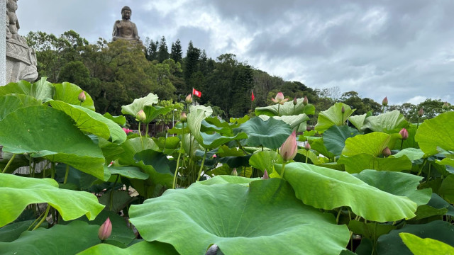 寶蓮禪寺首辦“盛世荷花?福佑香江”大型荷花展，祈愿香港繁榮穩(wěn)定
