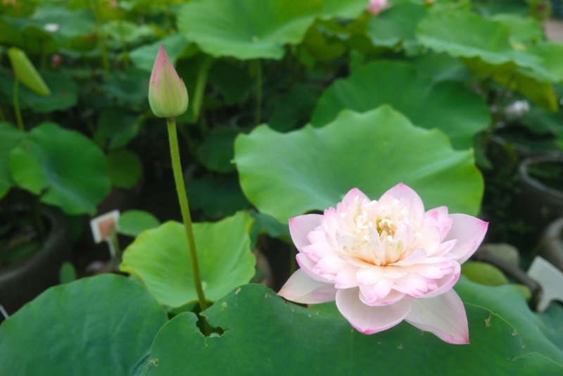 今年荷花生長(zhǎng)情況.