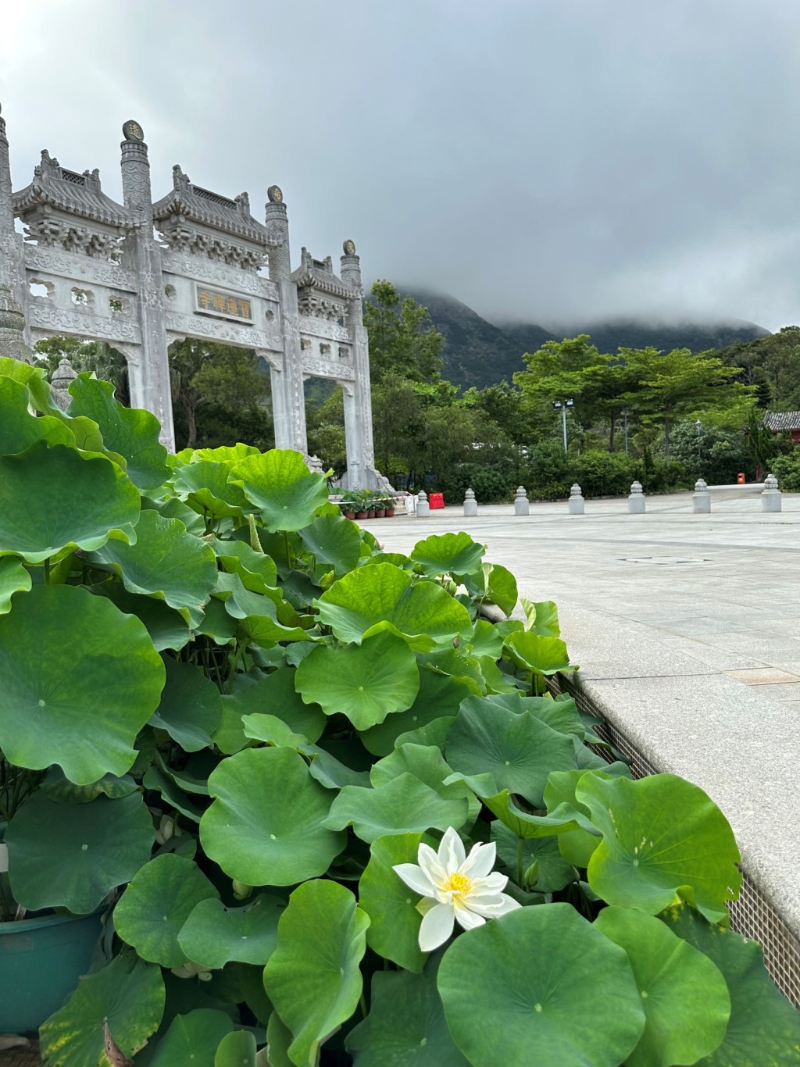 今年荷花生長(zhǎng)情況 。