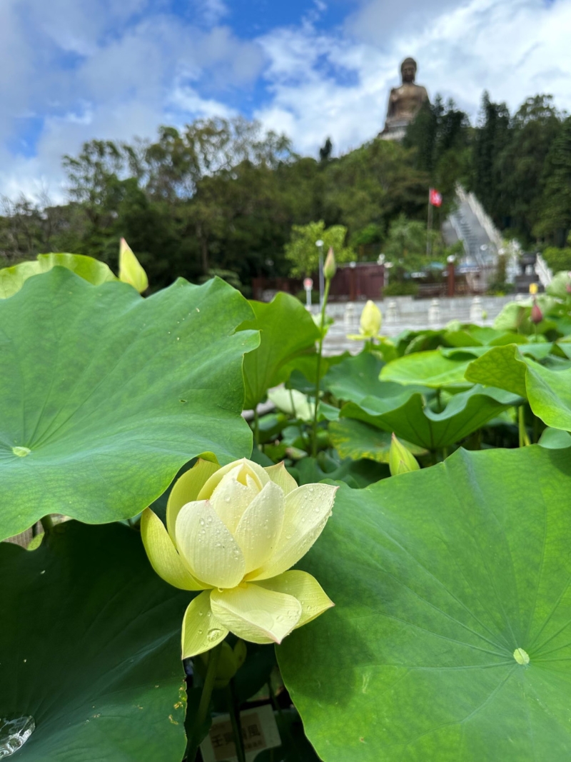 今年荷花生長(zhǎng)情況。