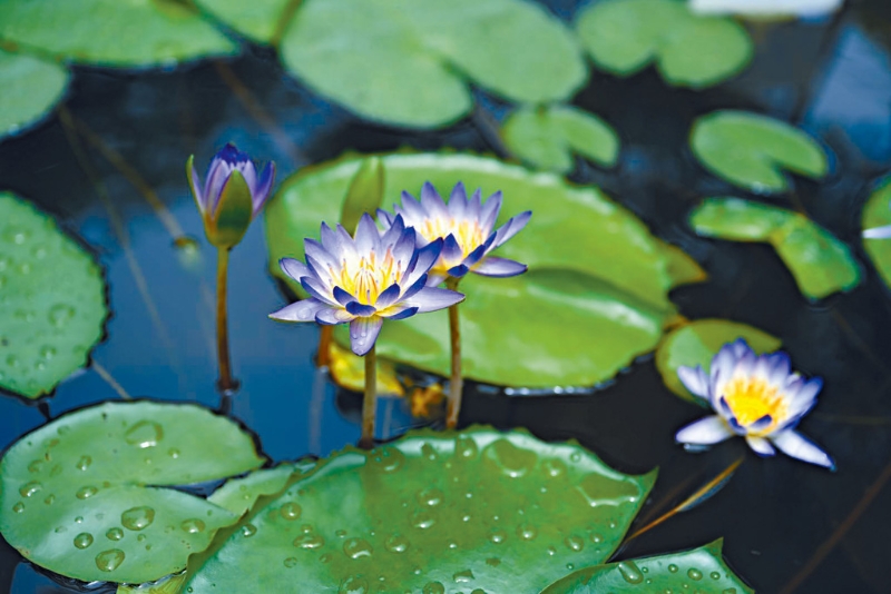 蓮花的蓮瓣象徵修行功夫的深淺，一般人只有十餘瓣，佛祖釋迦牟尼有多達(dá)千瓣，說明修行階段可透過努力不斷深化。