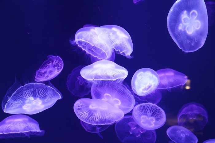 水母多呈透明，郁動(dòng)時(shí)非常有趣，讓入場者看得入神。