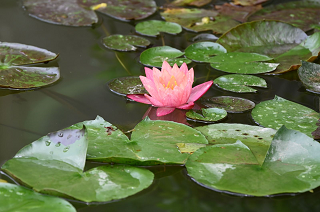 泰國送贈的萬維莎睡蓮 泰國送贈的萬維莎睡蓮