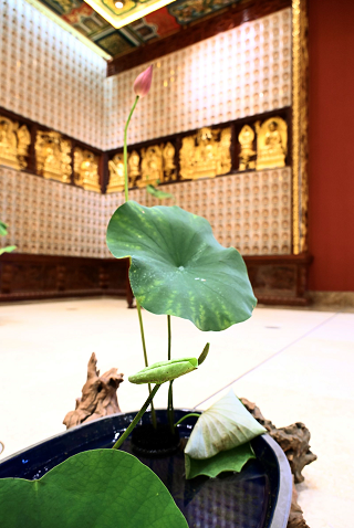 為蓮故華 為蓮故華