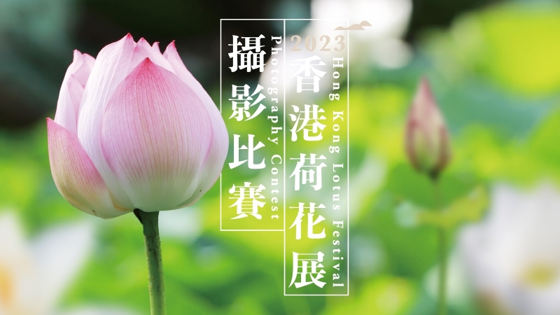 荷花攝影展 荷花攝影展