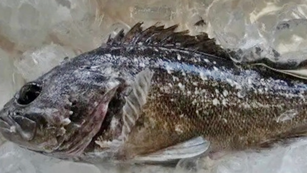 日本福島早前驚現(xiàn)輻射魚，當(dāng)局已經(jīng)即時(shí)暫停出貨。