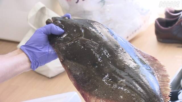 其中一個樣本是比目魚。