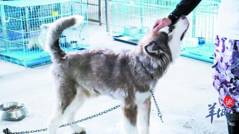 基地里的阿拉斯在和阿簡(jiǎn)親近