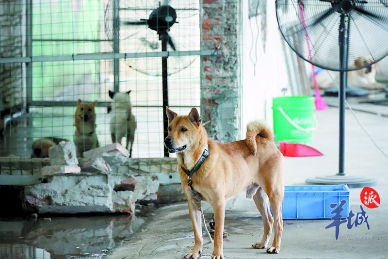 基地里的狗狗“阿黃”