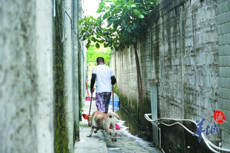 跟著阿簡(jiǎn)在基地空地”放風(fēng)“的拉布拉多