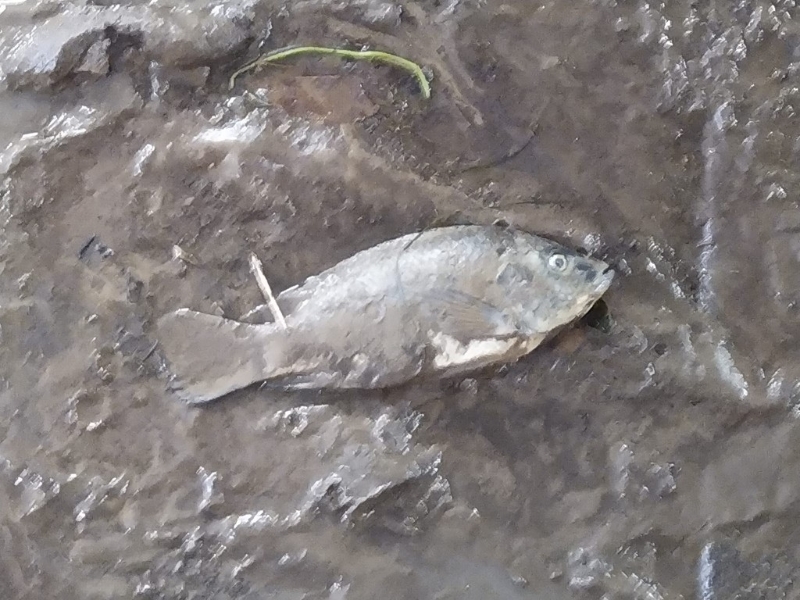 大埔文娛中心附近隧道有免費(fèi)河鮮。 網(wǎng)圖