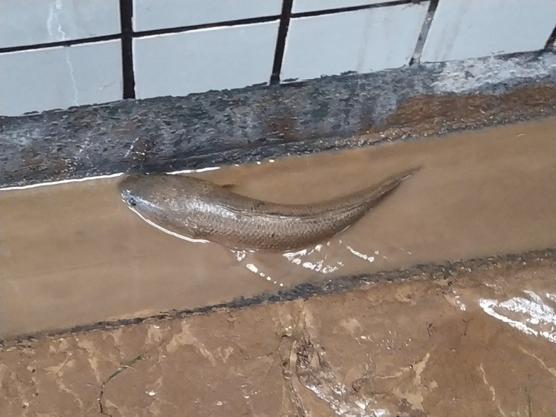 近水得食，隨大水上岸的各式魚(yú)兒，隨時(shí)成為桌上鮮。