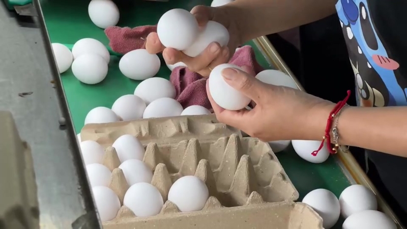 進(jìn)口蛋問題延燒