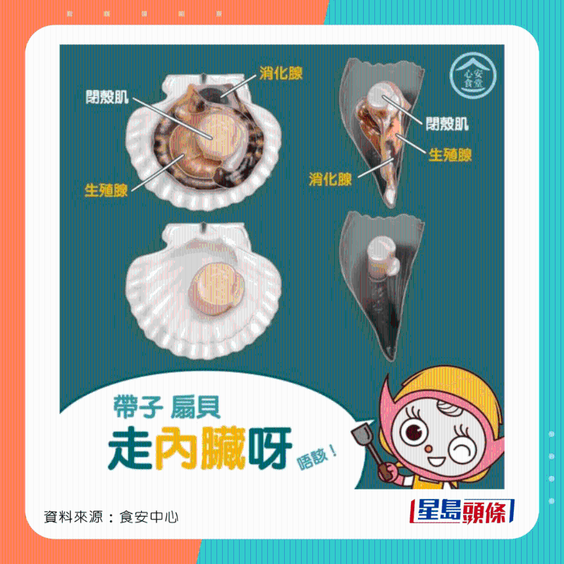 貝類：帶子和扇貝