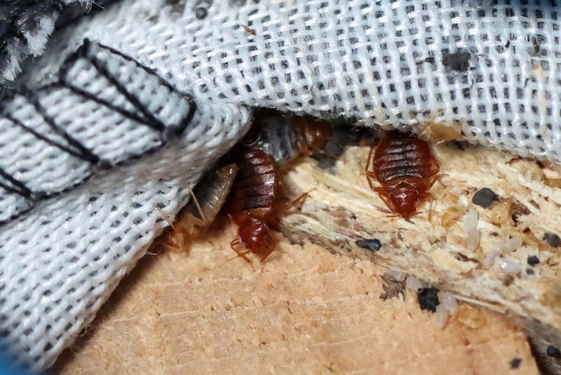 韓國床虱恐隨行李來香港，被咬或紅腫休克，住酒店小心9位置