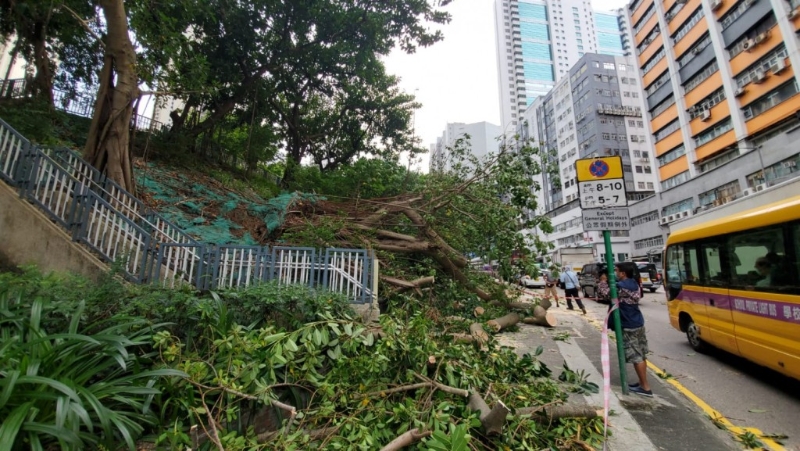 環(huán)保署指蘇拉吹襲后，共收集了1,800公噸塌樹，有270公噸被篩選到Y(jié).PARK作處理，最終有多少廢木被棄置到堆填區(qū)，就不得而知。