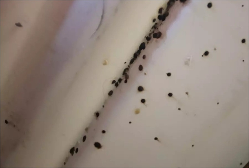 網(wǎng)上流傳韓國首都圈內(nèi)不少單位出現(xiàn)床蝨。