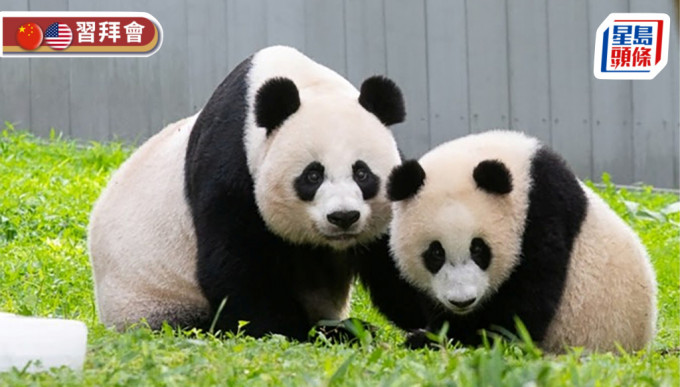 旅居美國(guó)的“美香”和“小奇跡”都已回國(guó)。