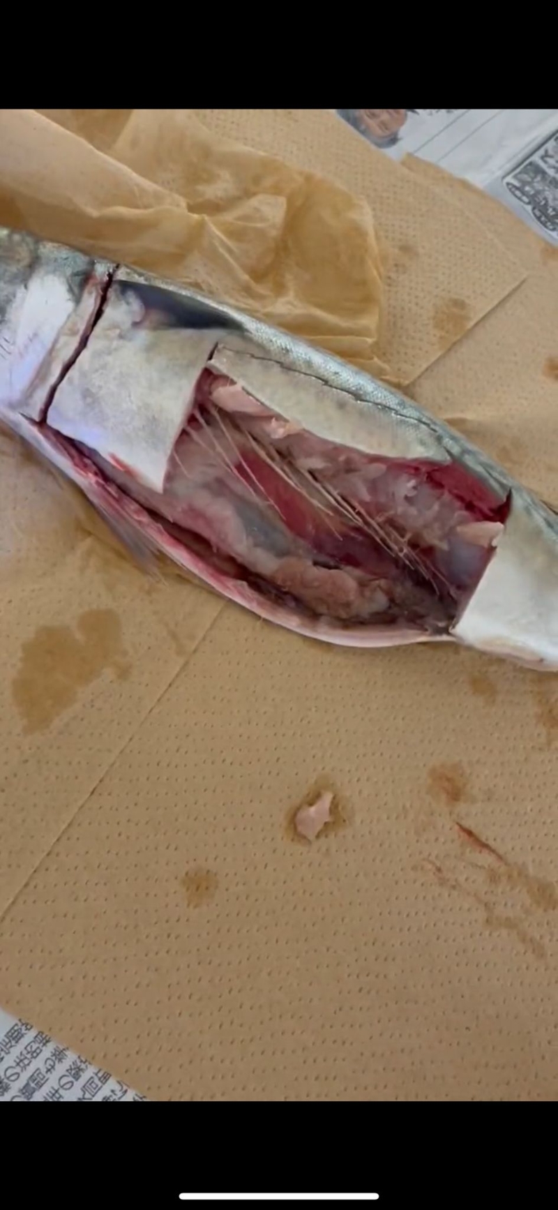 在一般燈光下，被剖開鯖魚看來沒有異樣。