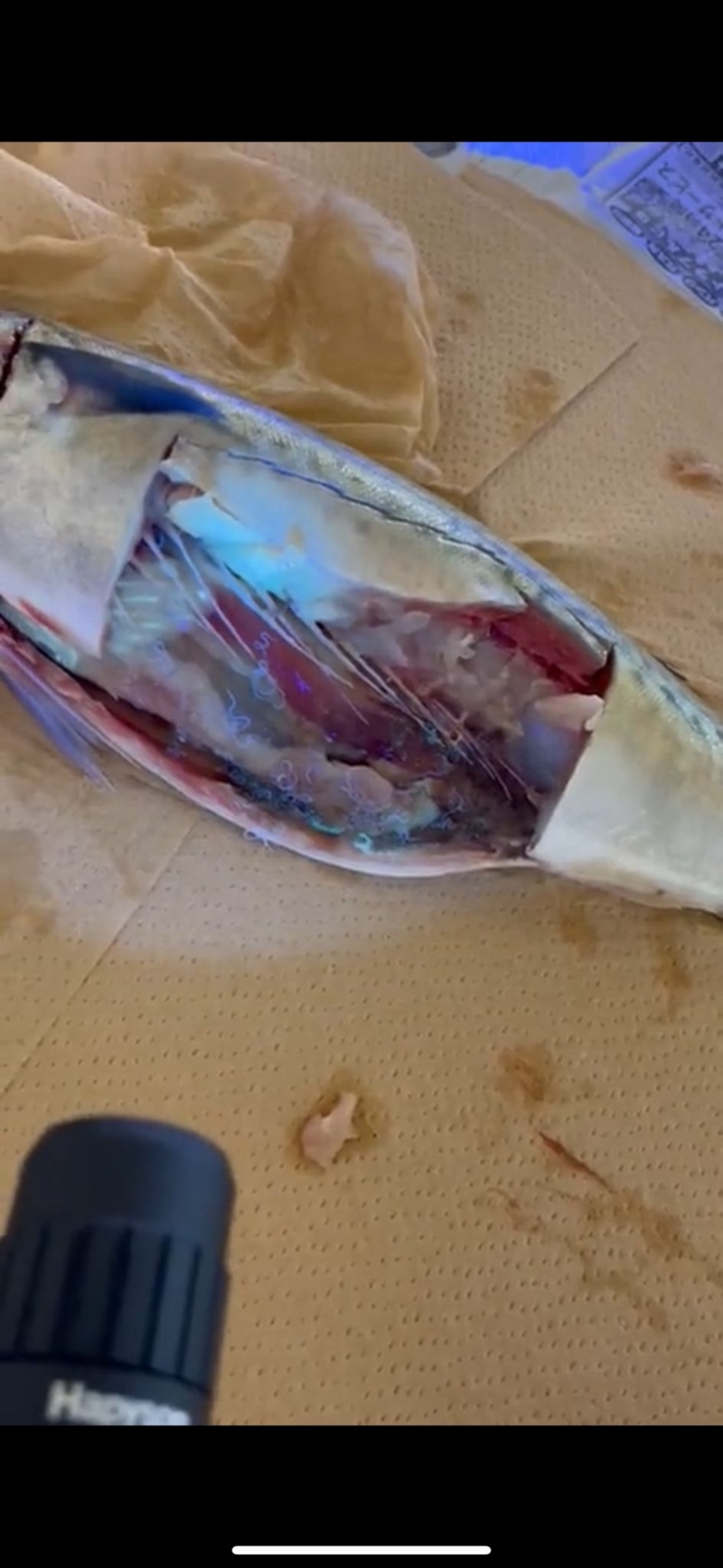 但經(jīng)射燈照射，就明顯看到大量生猛寄生蟲。