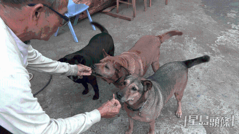 位于上水區(qū)古洞的志記鐿木廠老板王鴻權(quán)，希望來屆區(qū)議員關(guān)注區(qū)內(nèi)的流浪動物問題。